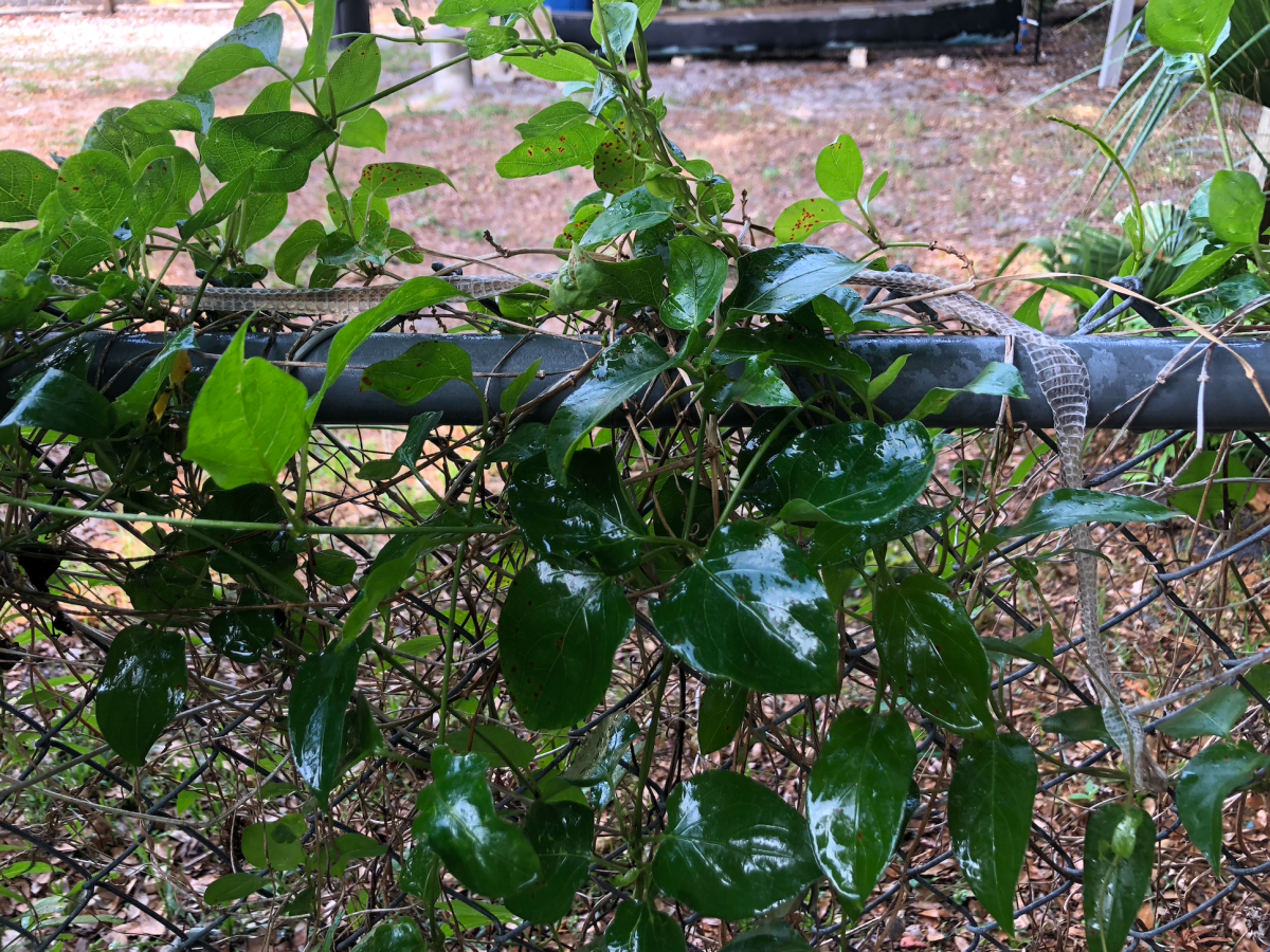 a shed snake skin on a chain link fence with foliage
